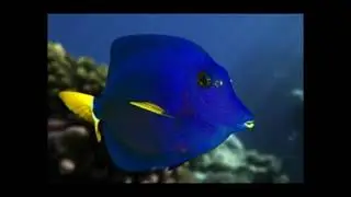 28 Amazing Blue colored Animals With Insanely Beautiful Pictures