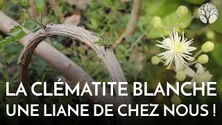 La clématite blanche : une liane de chez nous !