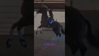 Trauma in Horses