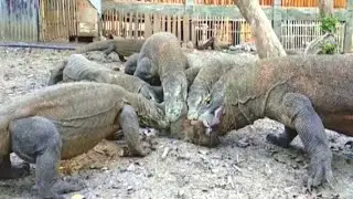 Komodo Dragon Hunting Monkey #[Part 3]