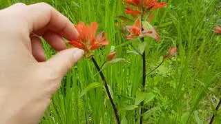 red paintbrush (Castilleja miniata)