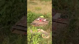 Taurus Raging Judge M513 454 Casull vs Watermelon
