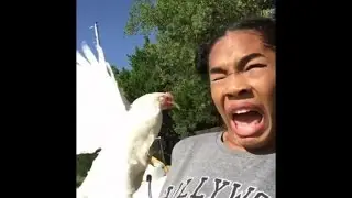 My Favorite Vines || Compilation