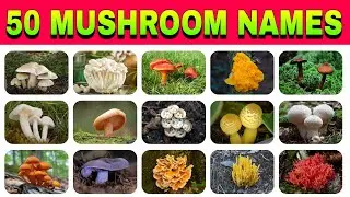 Mushroom Vocabulary | 50 Mushroom Name In English With Picture | List of Fungus