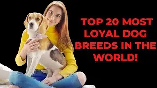 Most Loyal Dogs &ndash; TOP 20 Most Loyal Dog Breeds In The World!