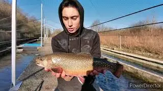 Visite d'une pisciculture en Normandie 🎣