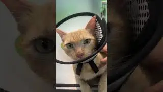 She is staying calm wearing her mask!😷 🐈 #cute #cat #catplay #catworld # #cutecat
