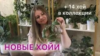 НОВЫЕ ХОЙИ в коллекции #комнатныерастения #хойи