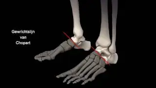 Anatomie in Vivo deel 2 Gewrichten