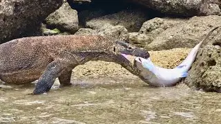 Calorie Food Komodo Dragons eating and Swallow large Salmon
