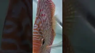 Alevines de peces disco comiendo del padre #pecesdisco #acuario #amazing