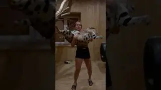 XXL size! #cat #animals #serval #shorts #funny