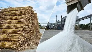 How Sugar Is Made From Sugarcane in a Factory | Tons of Sugar Processed Daily (Full Process)