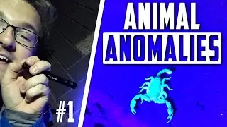 SCORPIONS In The UK? Here's WHERE To FIND Them! | (Animal Anomalies)