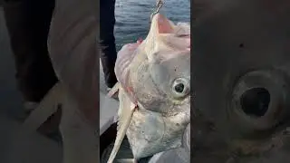 African pompano 5kg +