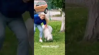 Ultimate Funny Dogs and Cats 2026 | Dramatic Animal Reactions & Fails!