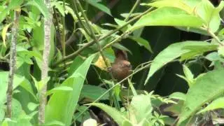Orange-eyed Thornbird - Phacellodomus erythrophthalmus (Wied, 1821)