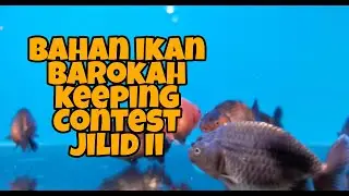 SORTIR IKAN RANCHU REDWHITE BARENG MASTERNYA !!! PART II
