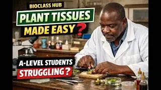 Plant Tissues Made Easy, A-Level Biology, Simple Diagrams + Clear Explanations