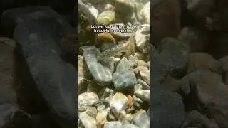 Finding native fish in Southern California part 1 #fish #fishkeeping #aquarium #natureexploration