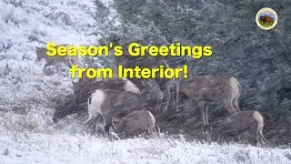 Happy Holidays from Interior 2022!