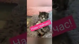 мусички #shorts #cats