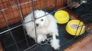 Day 1_ Treatment a dog got disease EHR of inside parasite. #dog #SOL_Vet