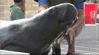 It's Manatee Appreciation Day!