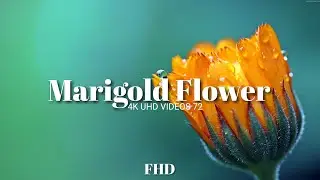 Marigold Flower FHD Video 4K UHD VIDEOS 72