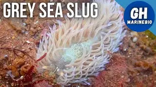 Species Spotlight - Grey sea slug (Aeolidia papillosa)