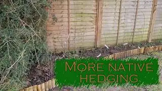 More native hedging and garden path preparations - Gamekeeper's Cottage Diaries - Episode 32