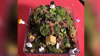 Transform a Rock into a Stunning Carnivorous Plant Garden: Venus Flytraps, Pinguicula, & Sundews!🌱🪨🪴