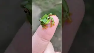 AI Miniature Animals 🐾 | Tiny Pets in Real Life! #shorts  #cuteai  #minipets