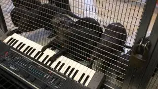 Asian Small-Clawed Otters Celebrate Enrichment at the Smithsonian's National Zoo