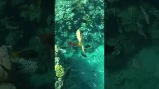 Egypt. Snorkeling with fish in the Red sea at Sharm-El-Sheikh.А теперь за рыбами!Рифы Красного моря.