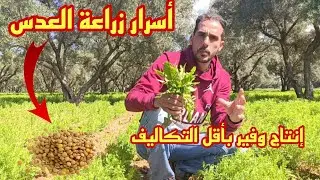 زراعة العدس الرومي والبلدي في المغرب كم تكلفة و انتاج الهكتار