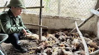 Неожиданно: это насекомое может убить большое количество кур в мгновение ока - птицеводство