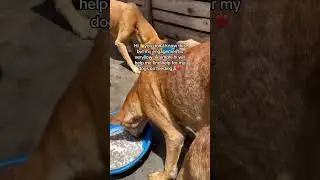 Every time you share this reel a dog finds a chance to get help on feeding at our rescue center.