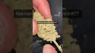 This nug held 47 seeds! 43 viable and 4 duds! Follow my ig to join the next seed guess contest!