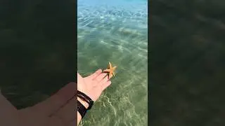 &Kappa;&Alpha;&Lambda;&Omicron;&Kappa;&Alpha;&Iota;&Rho;&Iota; &Sigma;&Tau;&Eta; &Mu;&Epsilon;&Sigma;&Sigma;&Eta;&Nu;&Iota;&Alpha; #starfish #asterias #greeksummer