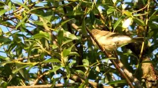 Phylloscopus trochilus