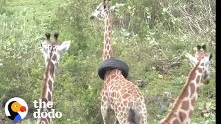 Giraffe Gets Tire Stuck Around Her Neck | The Dodo