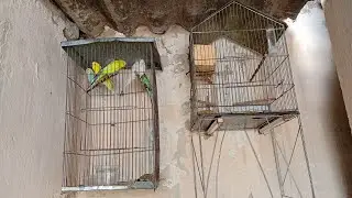 Mostrando os periquito australiano e mostrando quantos ovos o casal de periquito australiano tem 