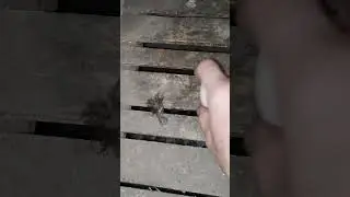evening egg collection.5.10.25