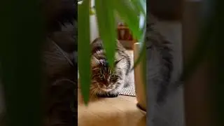 Mini Tiger in the Living Room Jungle! #catshorts #cat #animalsandme