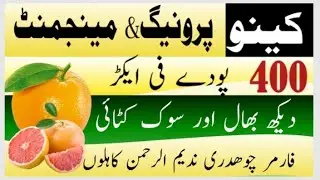 High-density citrus farming running and Management.ہائی ڈینسٹی سٹرس فارمنگ سوک کٹائی اور دیکھ بھال