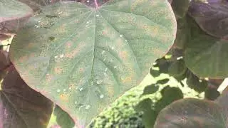 Fall season- Dew drops on the leaf