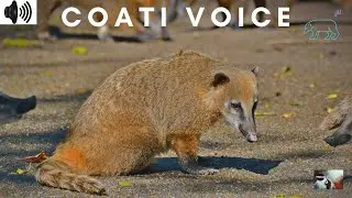 COATI VOICE | COATIS | COATIMUNDAS | TAPIAN LANGAUGE | PROCYONIDAE | NASUA | NASUELLA |  TRIZZLER |