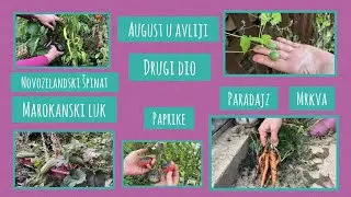 Madre u avliji | August u avliji (patišon tikva, marokanski luk, mrkva…)
