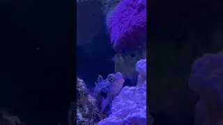Spotted Mandarin Goby: The Fish That Feels Anxiety